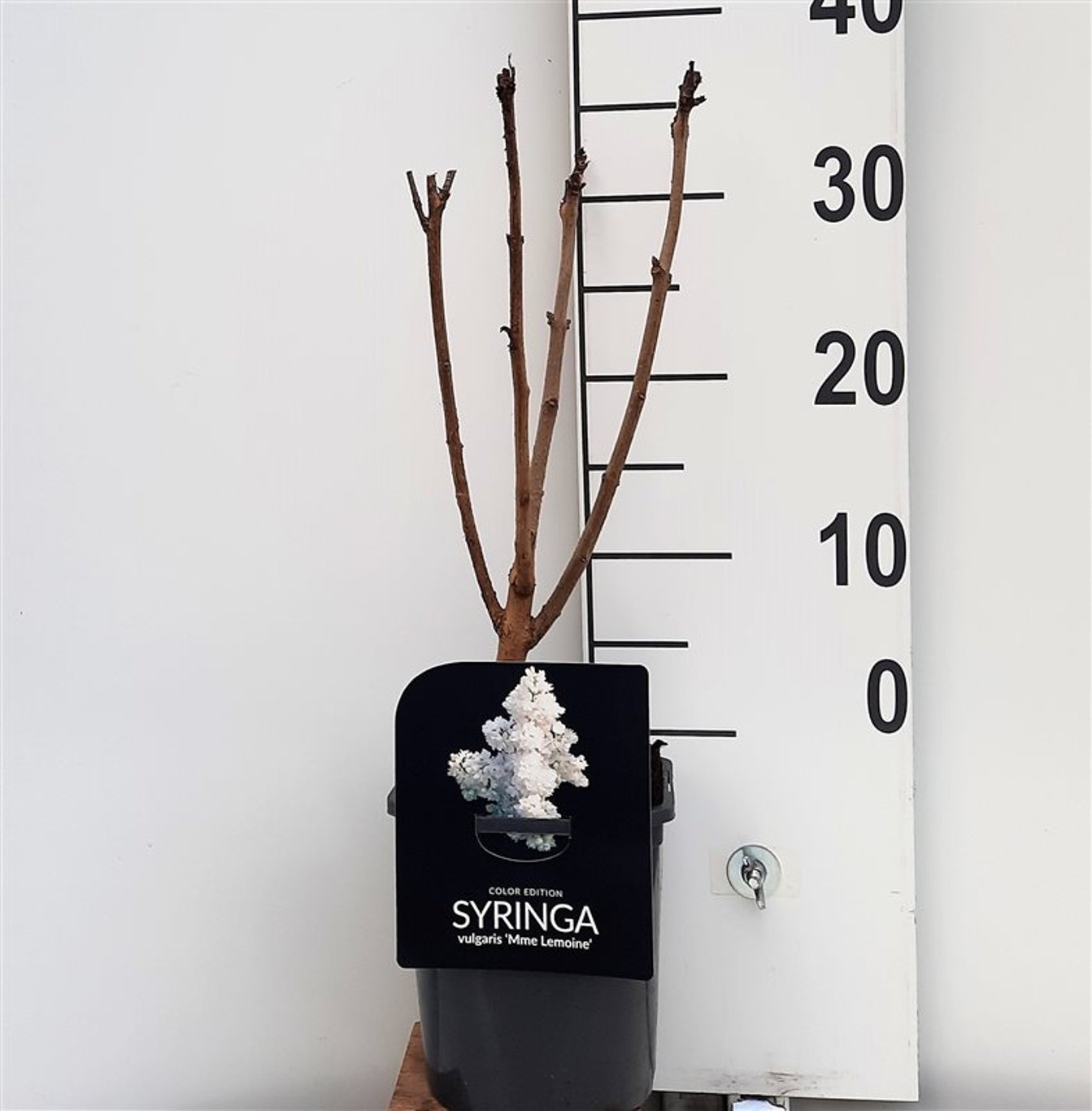 Syringa v. 'Mme Lemoine' - C2 30-40 CM